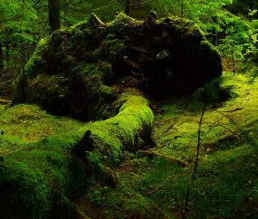 Visit Forest Lush Trees Recreation Things To Do