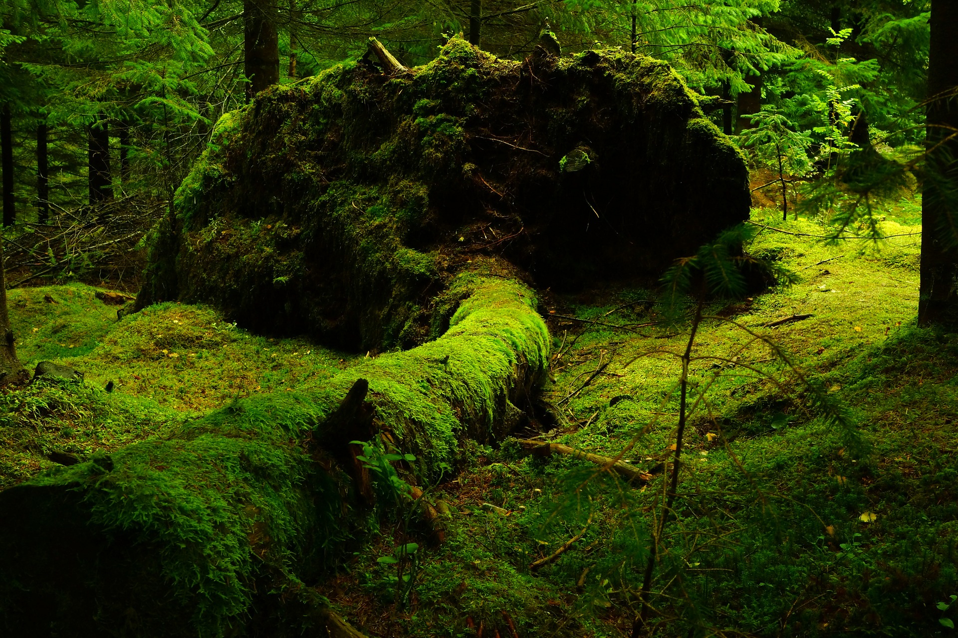 Visit Forest Lush Trees Recreation Things To Do