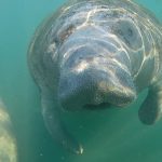 Swim with Manatees