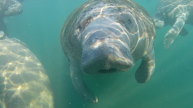 Swim with Manatees