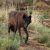 Profile picture of Mission: Wolf