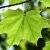 Profile picture of NatureCC