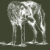 Profile picture of California Wolf Center