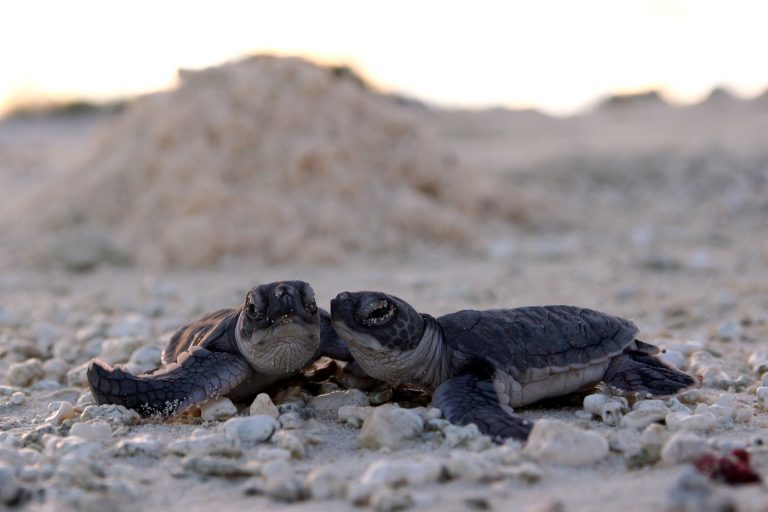 Marine Turtles Beach Ocean Recreation Things To Do