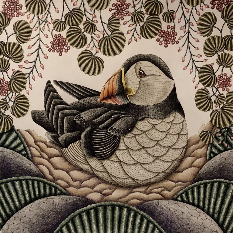 Atlantic Puffin Adult Coloring