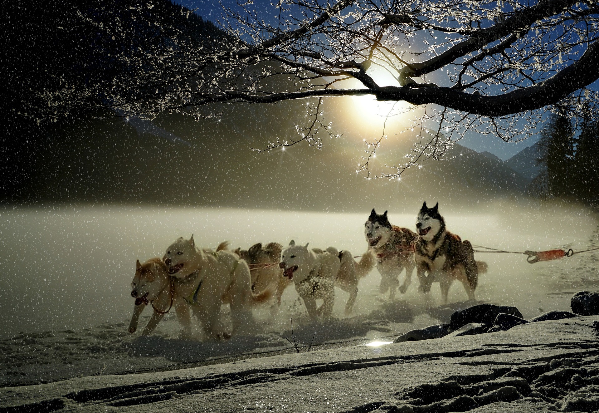 Dog Sledding Dusk Snow Mountains